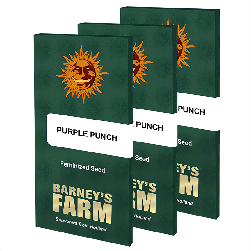Purple Punch feminisierte Cannabissamen, Ansicht 5