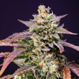 Purple Punch OG XL Auto - Sweet Seeds - Autoflowering Samen