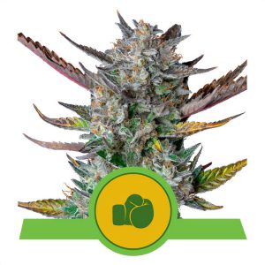 Purple Punch - Royal Queen Seeds - Autoflowering Samen