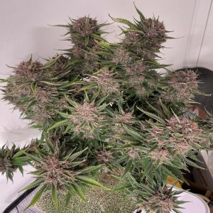 Purple Punch XXL Auto Autoflowering Cannabissamen kaufen