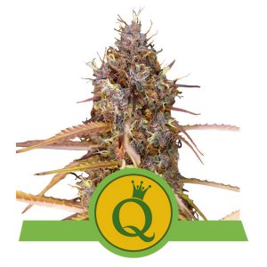 Purple Queen - Royal Queen Seeds - Autoflowering Samen