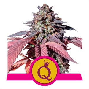 Purple Queen - Royal Queen Seeds - feminisierte Samen