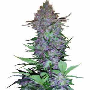 Purple Skunk Auto - Sensi Seeds - Autoflowering Samen