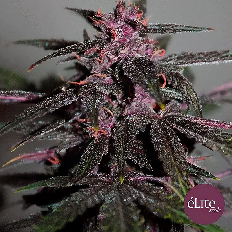 Purplediol Auto Cbd Elite Seeds CBD Cannabissamen, Ansicht 2