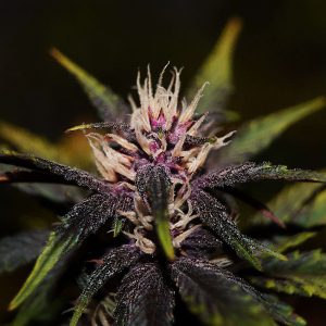 Purplediol Auto CBD - Elite Seeds - Samen