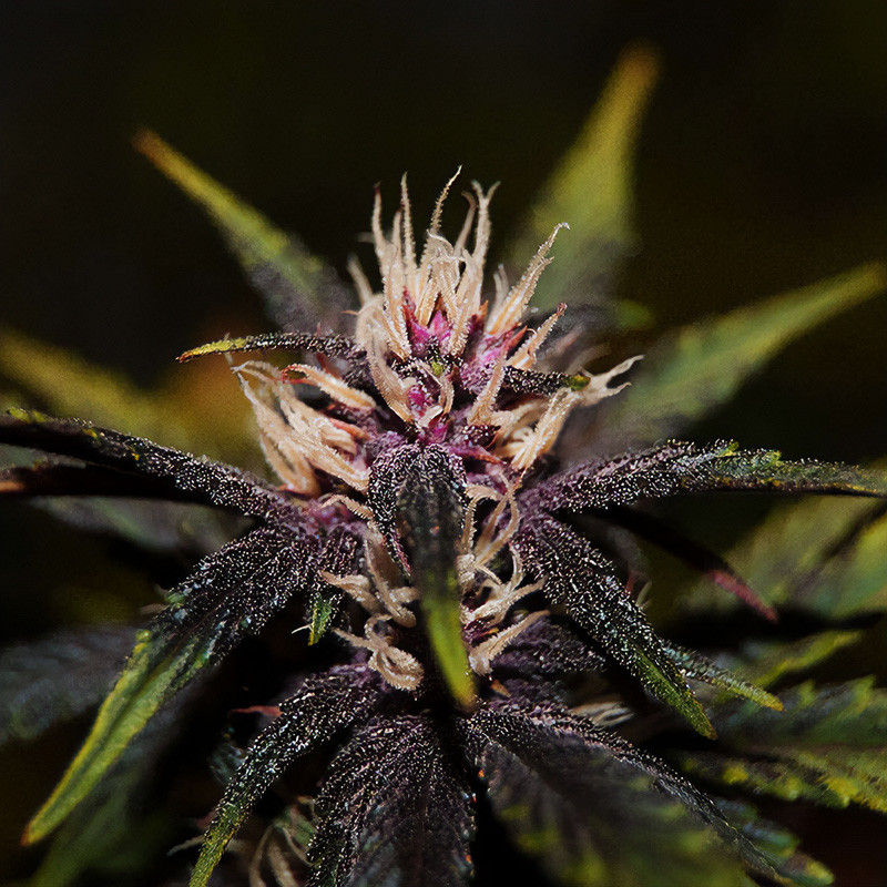 Purplediol Auto CBD - Elite Seeds - Samen