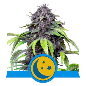 PurpleMatic CBD CBD Cannabissamen kaufen