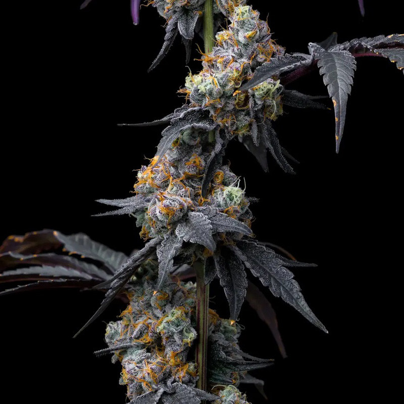 Rainbow Sherbet feminisierte Cannabissamen, Ansicht 2