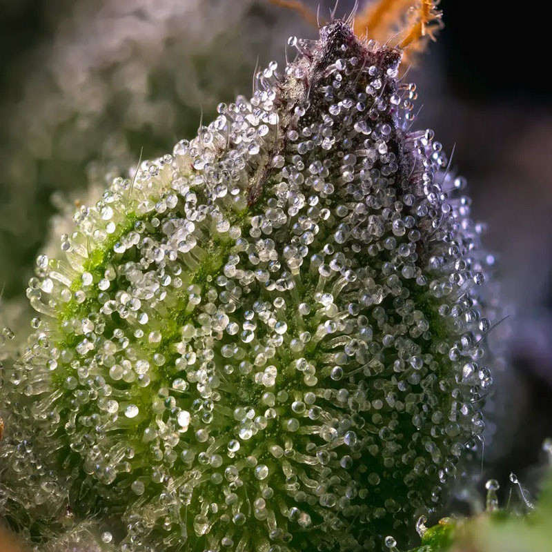 Rainbow Sherbet feminisierte Cannabissamen, Ansicht 3
