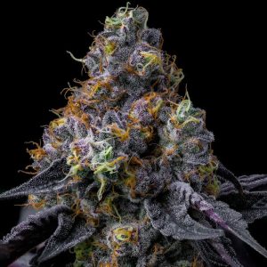Rainbow Sherbet - Barney's Farm - feminisierte Samen
