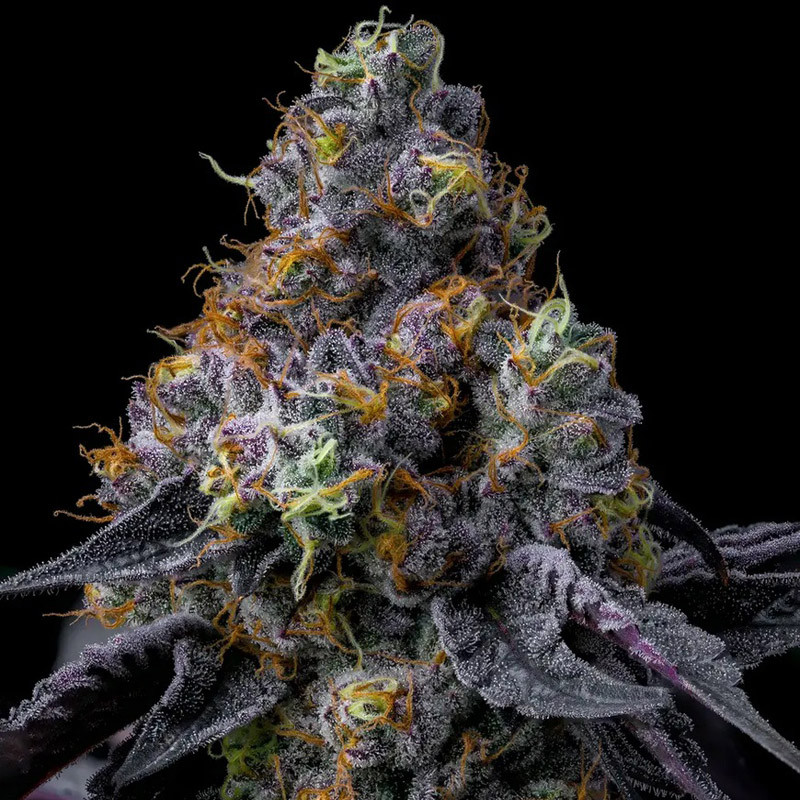 Rainbow Sherbet - Barney's Farm - feminisierte Samen