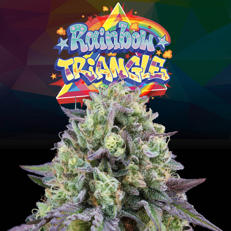Rainbow Triangle - Perfect Tree - feminisierte Samen