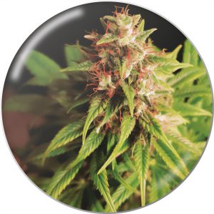 Red Cross CBD CBD Cannabissamen kaufen