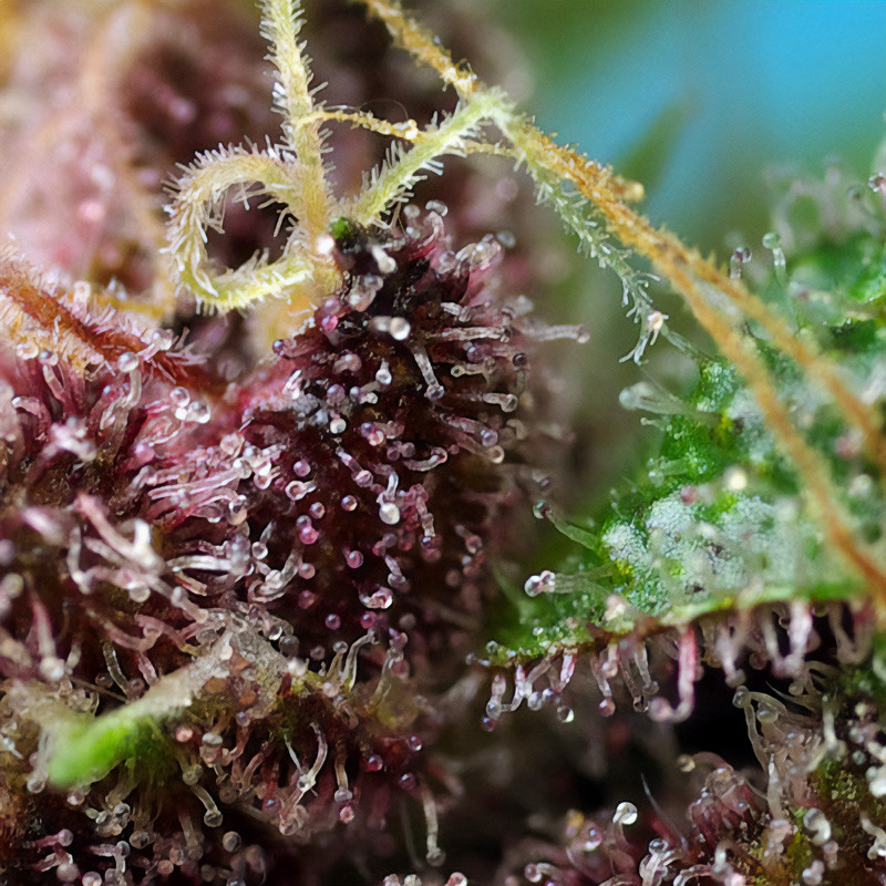 Red Mandarine F1 Fast Version feminisierte Cannabissamen, Ansicht 2