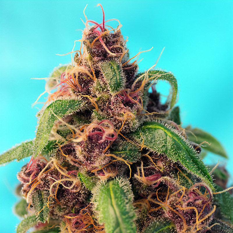 Red Mandarine F1 Fast Version feminisierte Cannabissamen, Ansicht 3