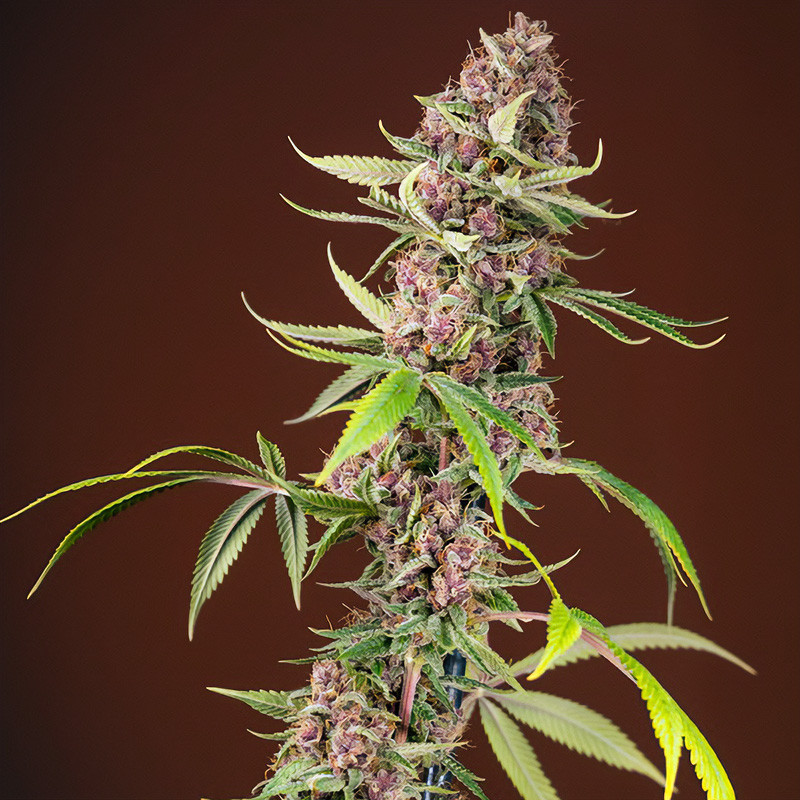 Red Mandarine F1 Fast Version - Sweet Seeds - feminisierte Samen