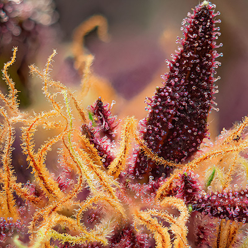 Red Mimosa XL Auto autoflowering Cannabissamen, Ansicht 2