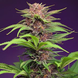 Red Mimosa XL Auto - Sweet Seeds - Autoflowering Samen