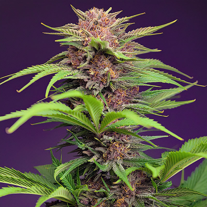 Red Mimosa XL Auto - Sweet Seeds - Autoflowering Samen