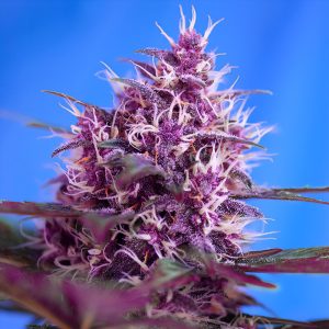 Red Poison Auto - Sweet Seeds - Autoflowering Samen
