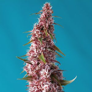 Red Pure CBD Auto CBD Cannabissamen kaufen
