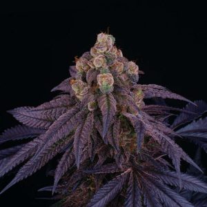 Red Red Wine - Perfect Tree - feminisierte Samen