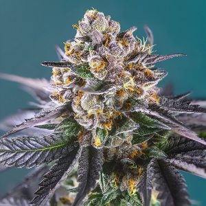 Red Strawberry Banana Auto - Sweet Seeds - Autoflowering Samen