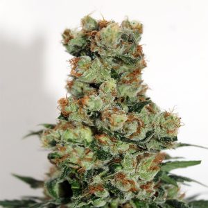 Ripper Badazz - Ripper Seeds - feminisierte Samen