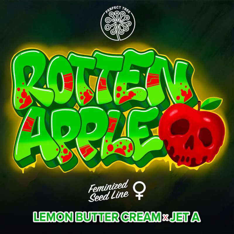 Rotten Apple feminisierte Cannabissamen, Ansicht 2