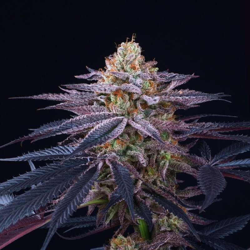 Rotten Apple - Perfect Tree - feminisierte Samen