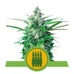 Royal-AK - Royal Queen Seeds - Autoflowering Samen