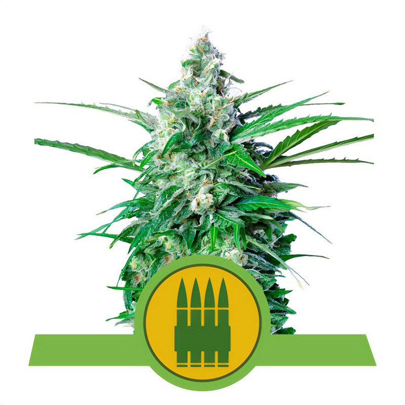 Royal-AK - Royal Queen Seeds - Autoflowering Samen