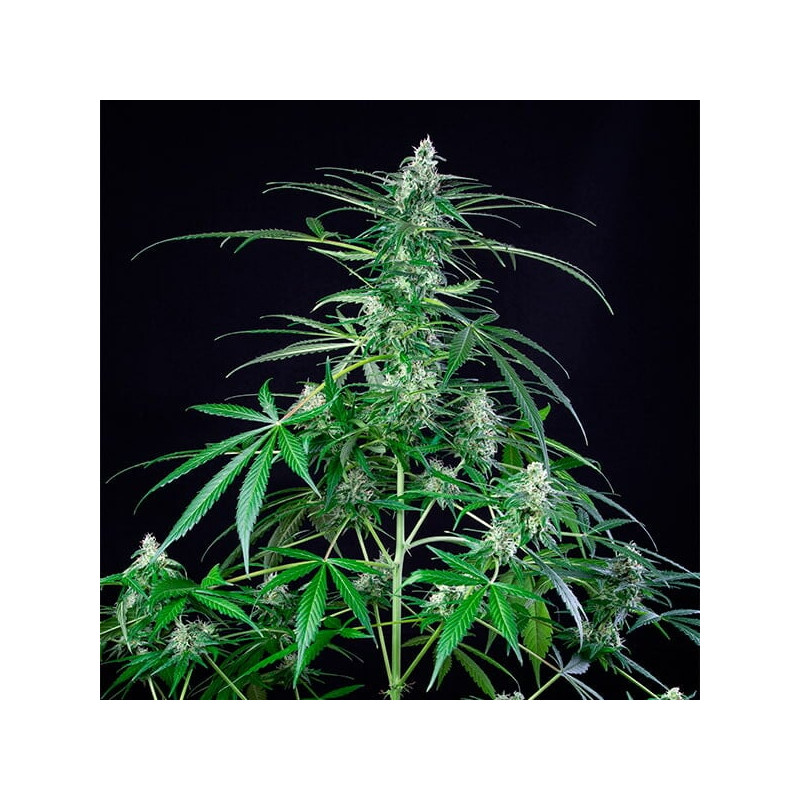 Royal-AK feminisierte Cannabissamen, Ansicht 2