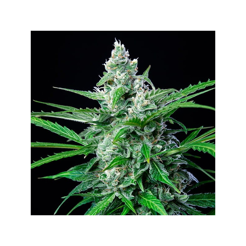 Royal-AK feminisierte Cannabissamen, Ansicht 4