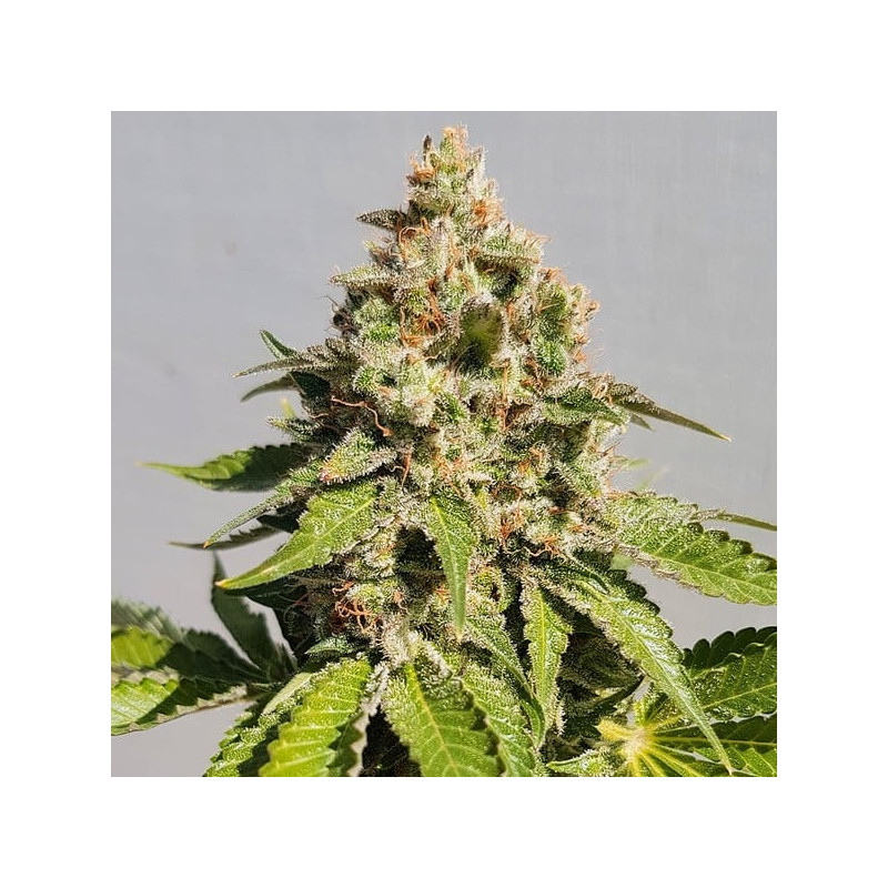 Royal-AK feminisierte Cannabissamen, Ansicht 5