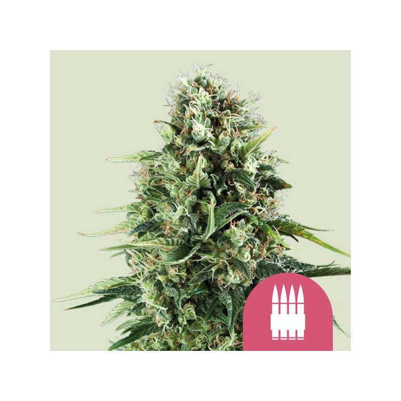 Royal-AK - Royal Queen Seeds - feminisierte Samen
