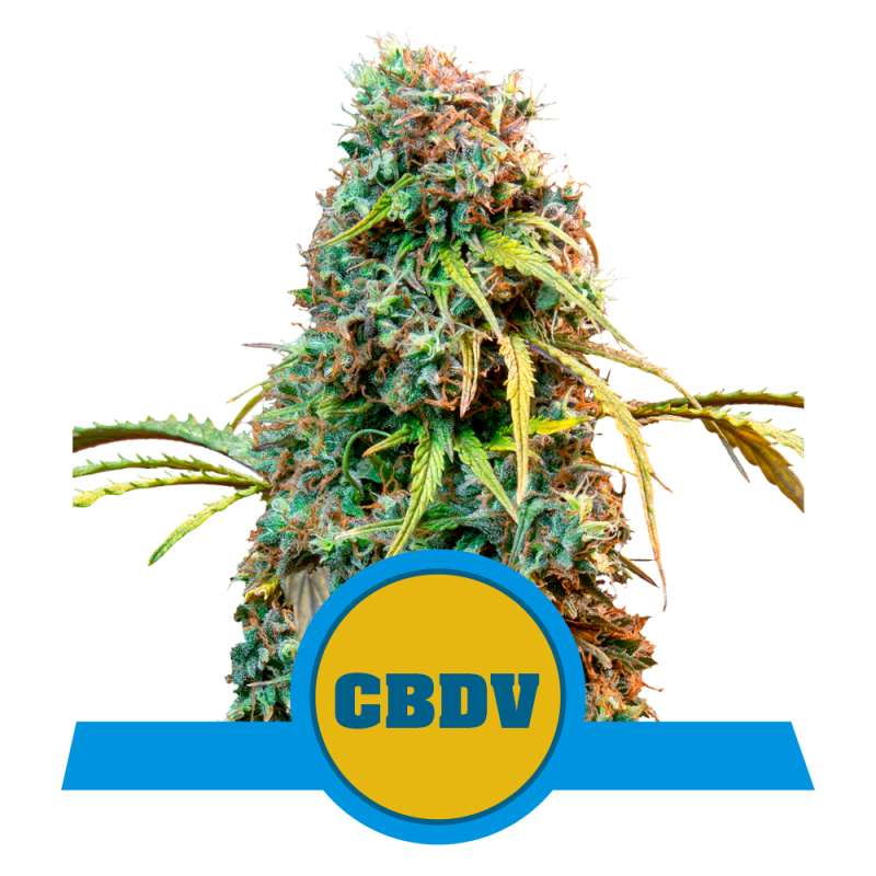 Royal CBDV Auto - Royal Queen Seeds - Samen