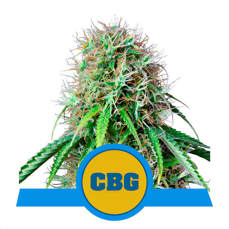Royal CBG Auto - Royal Queen Seeds - Samen