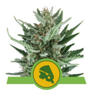 Royal Cheese - Royal Queen Seeds - Autoflowering Samen