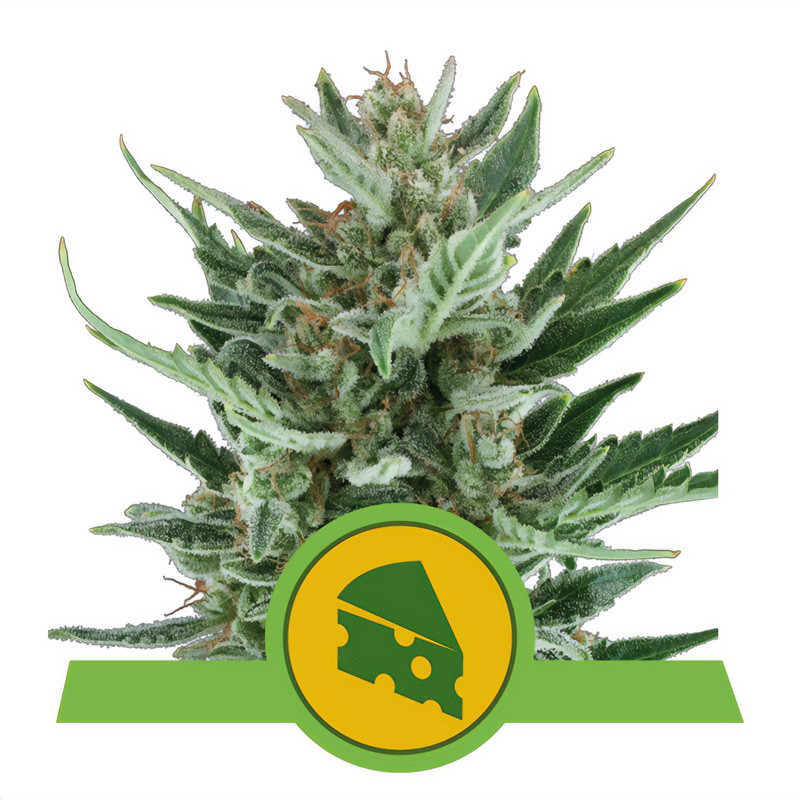 Royal Cheese - Royal Queen Seeds - Autoflowering Samen