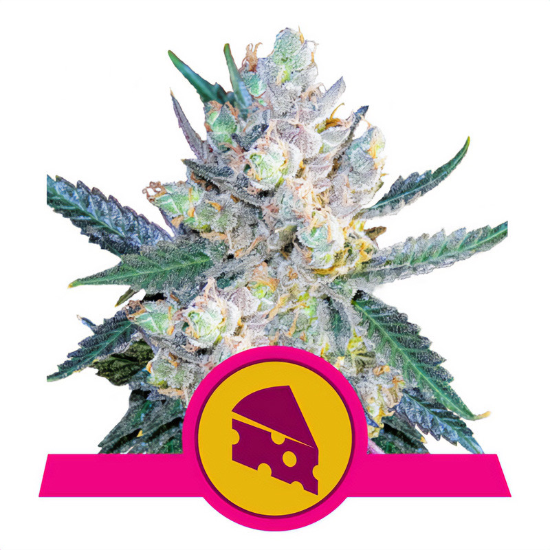 Royal Cheese - Royal Queen Seeds - feminisierte Samen