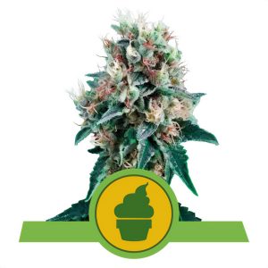 Royal Creamatic - Royal Queen Seeds - Autoflowering Samen