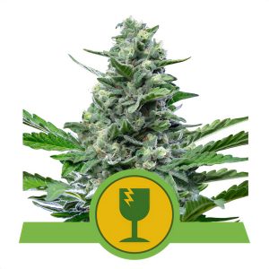Royal Critical - Royal Queen Seeds - Autoflowering Samen