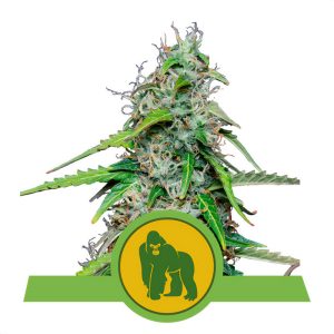 Royal Gorilla - Royal Queen Seeds - Autoflowering Samen