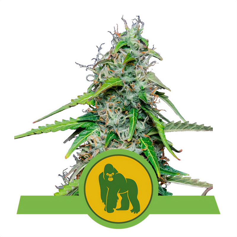 Royal Gorilla - Royal Queen Seeds - Autoflowering Samen