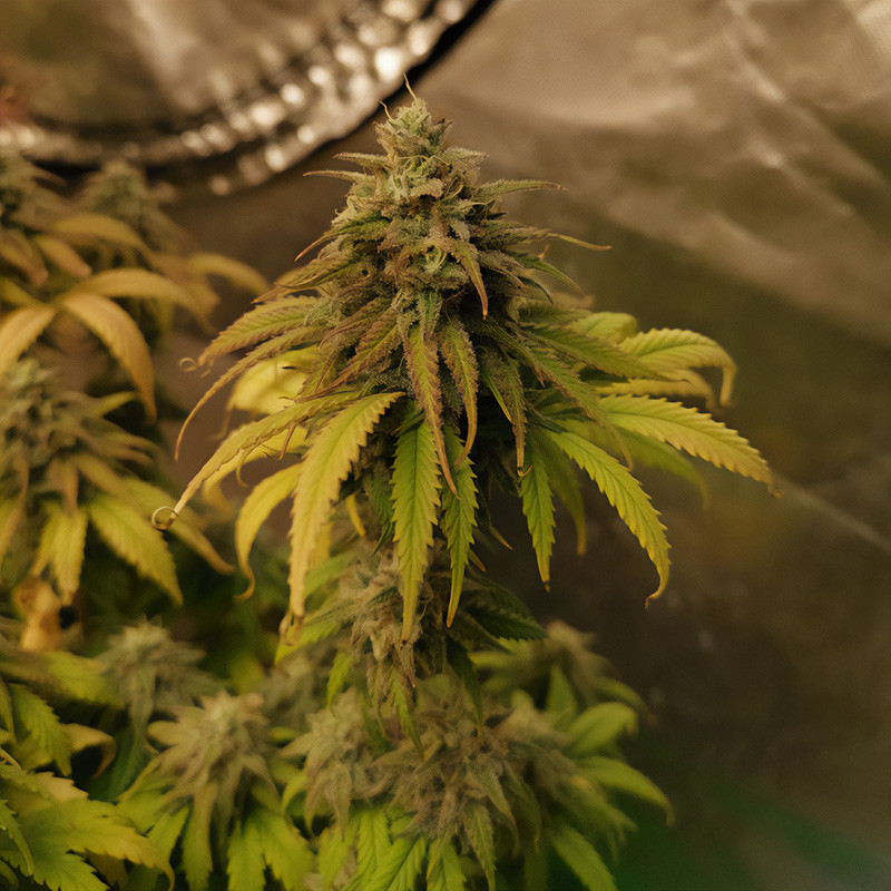 Royal Gorilla feminisierte Cannabissamen, Ansicht 3