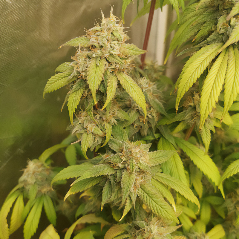 Royal Gorilla feminisierte Cannabissamen, Ansicht 4