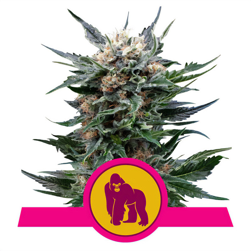 Royal Gorilla - Royal Queen Seeds - feminisierte Samen