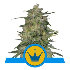 Royal Highness CBD CBD Cannabissamen kaufen