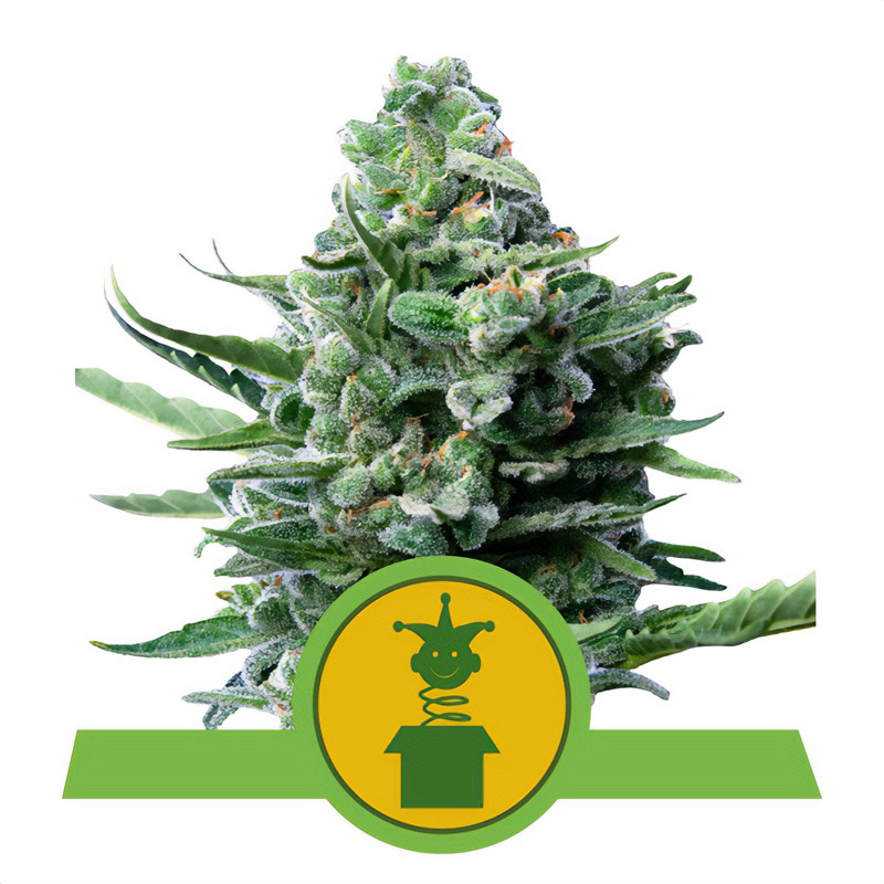 Royal Jack - Royal Queen Seeds - Autoflowering Samen